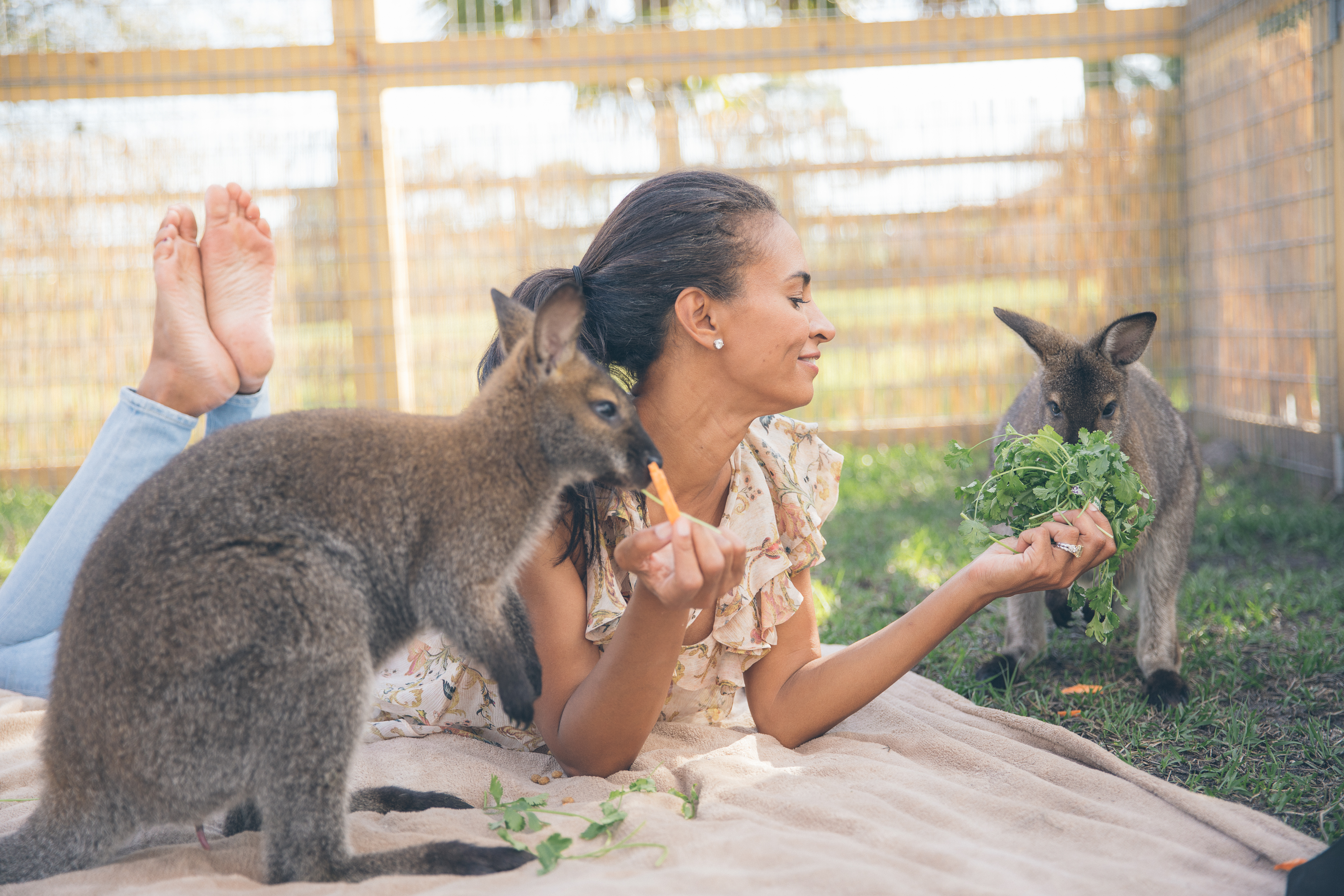 Wallabies at Weisberg Stables