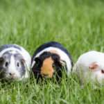 Guinea Pigs at Weisberg Stables