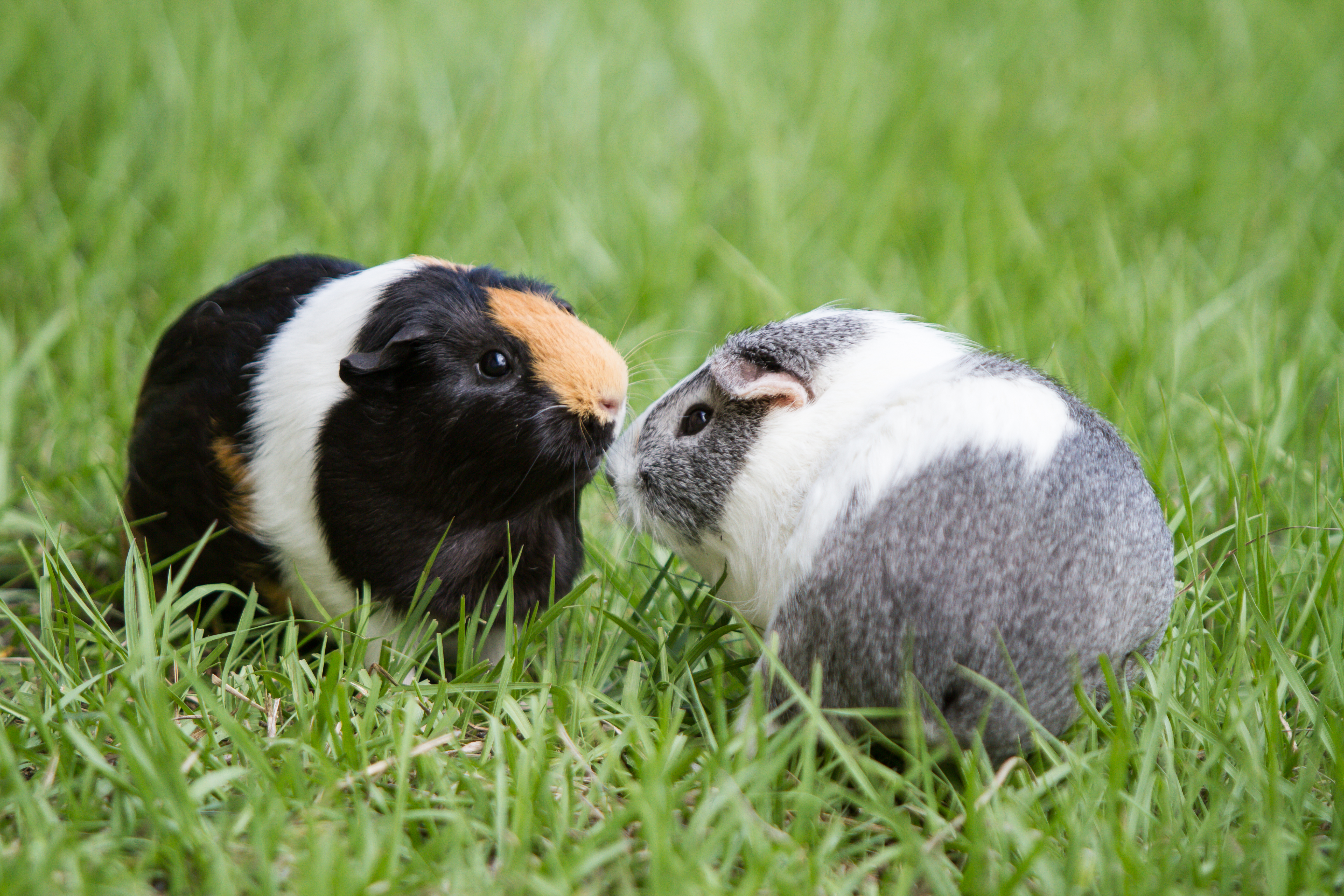 weisberg stables guinea pigs