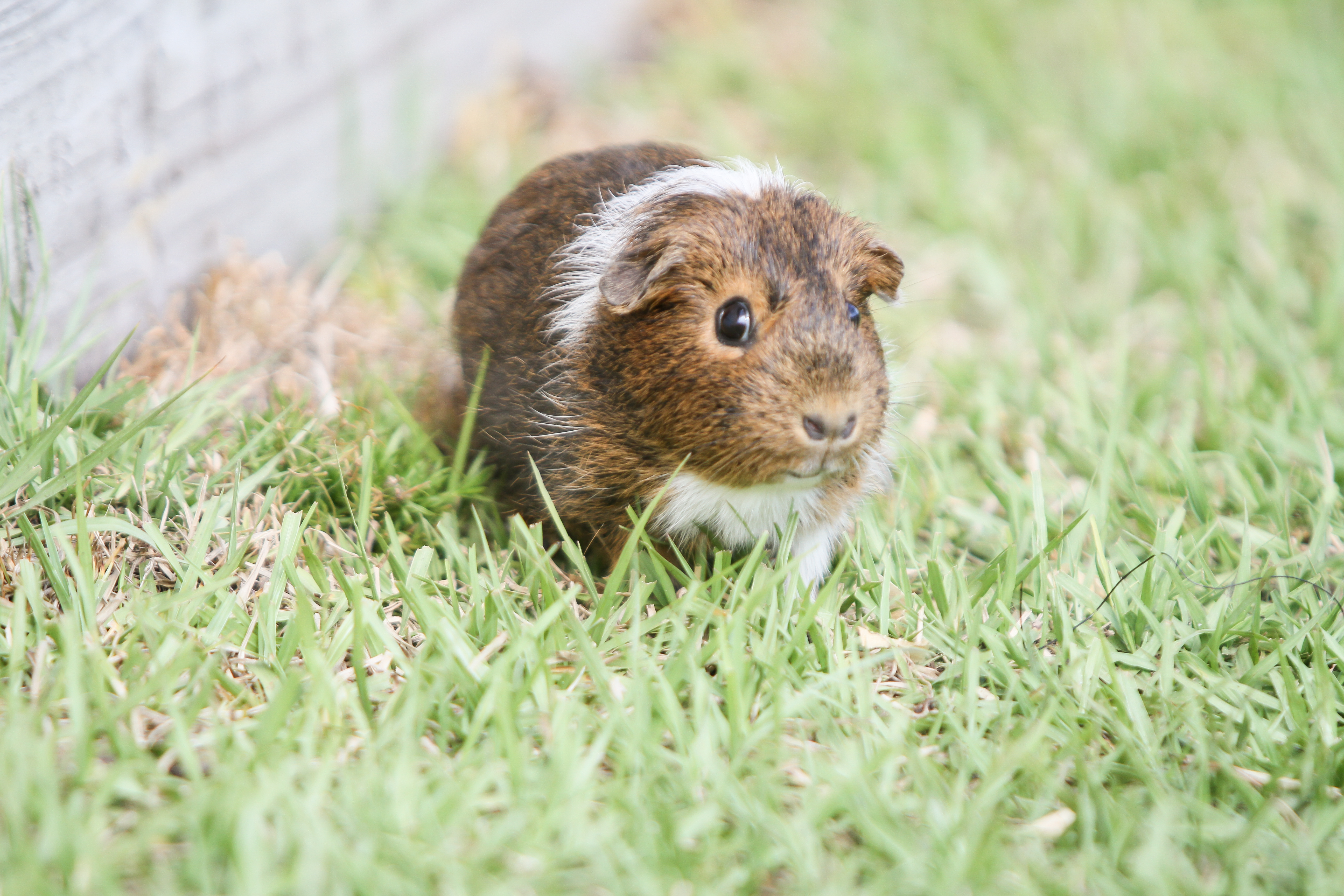 Weisberg Stables Guinea PIgs