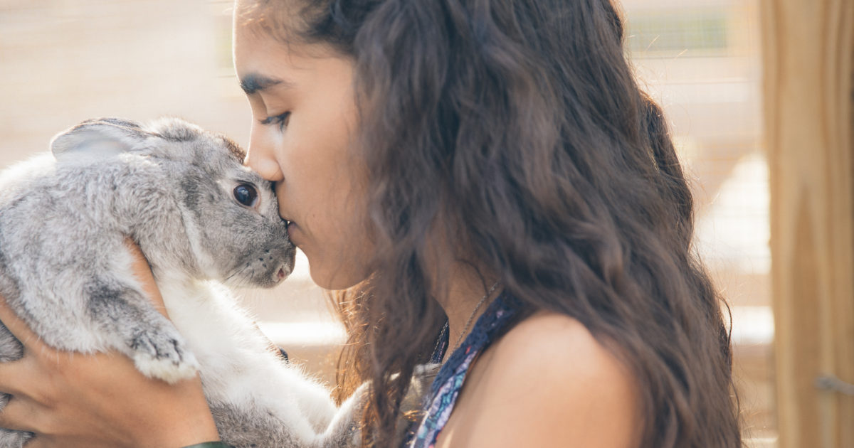 Rabbit adoption