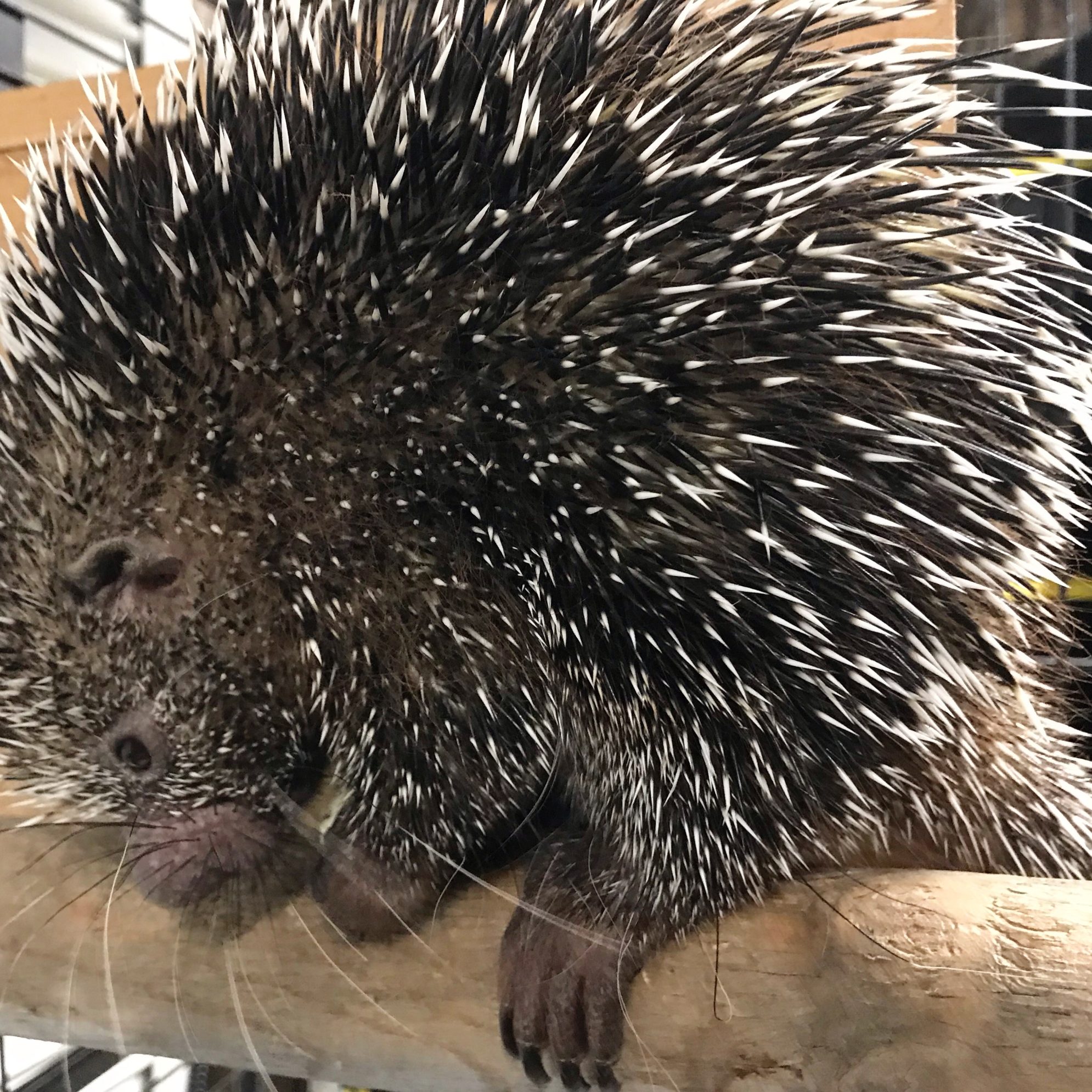 Porcupine Mandalay Farms Jupiter, FL Mandalay Farms Jupiter, FL
